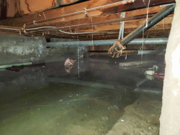Best Water damage contractors near me  in Roeland Park, KS